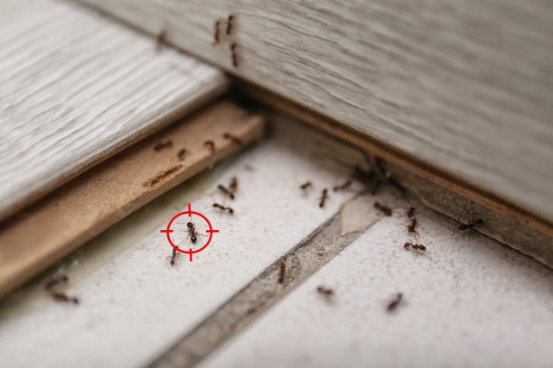 Professional Pest Control in Yosemite Valley, CA