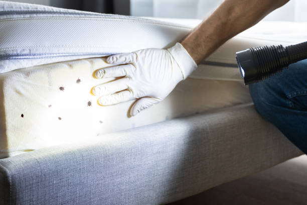 Best Local Pest Control Services  in Yosemite Valley, CA